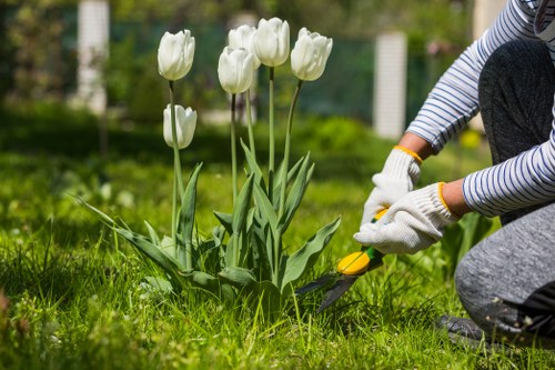 A gardener dressed in a striped long-sleeve top, grey trousers, and white gardening gloves is using a pair of pruning shears to trim a cluster of white tulips with tall, slender green stems and broad leaves, situated within a well-maintained backyard garden. The garden features a lush, green lawn with dense grass surrounding the flower bed. In the background, a wooden fence and blurred trees or shrubs create a private outdoor setting typical of residential areas in Spitalfields, London. The weather appears mild and partly sunny, providing natural light that highlights the vibrant green foliage and the white blossoms. This scene reflects professional gardening practices, such as flower bed upkeep and plant trimming, suitable for a gardening service specialising in lawn and garden maintenance in the Spitalfields area, demonstrating standard elements of a cultivated, landscaped outdoor space ready for ongoing care from companies like Hedge Trimming Spitalfields.