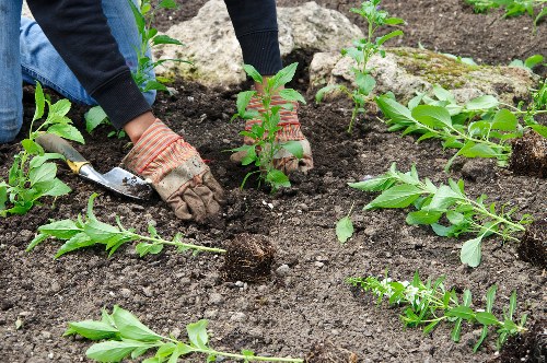 The image depicts a gardener wearing work gloves and a dark long-sleeve shirt, planting young green shrubs or bushes into the dark, moist soil of a garden bed. The garden appears well-maintained with neatly arranged plants, some with broad leaves and others with more slender foliage. In the background, there's a section of the garden with several larger rocks or stones, which may serve as natural edging or decoration. The surrounding ground shows a mix of soil and small patches of grass, indicating a cultivated outdoor space typical of residential gardening in Spitalfields or nearby areas. The scene is illuminated by natural daylight, suggesting fair weather conditions suitable for outdoor gardening activities. This setting aligns with professional gardening and landscaping services provided by Hedge Trimming Spitalfields, focused on planting, garden bed preparation, and outdoor maintenance.